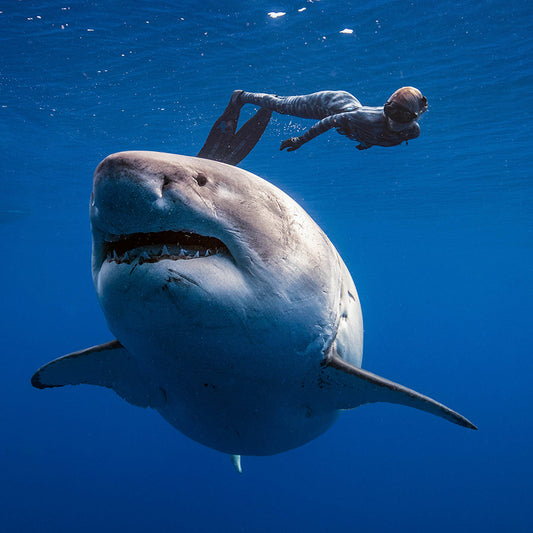 Ocean Ramsey "The Shark Whisperer" Out Now on Netflix