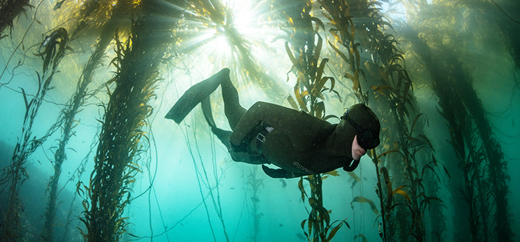 Diving off the California coast in a Xcel dive wetsuit
